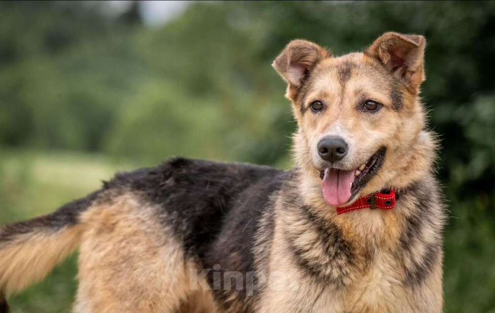 Собаки в других городах Владимирской области: Собака компаньон в самые лучшие добрые ручки! Девочка, Бесплатно - фото 8