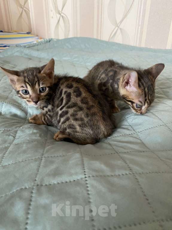 Кошки в Красноярске: Лекса Девочка, 12 000 руб. - фото 3