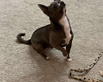 Собаки в Череповце: Вязка чихуахуа, 1 500 руб. - фото 3