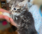 Кошки в Рязани: Котята Курильского бобтейла, 7 000 руб. - фото 2
