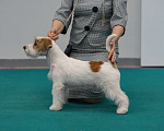 Собаки в Нижнем Новгороде: Щенки Джек Рассел терьера. Мальчик, 25 000 руб. - фото 3