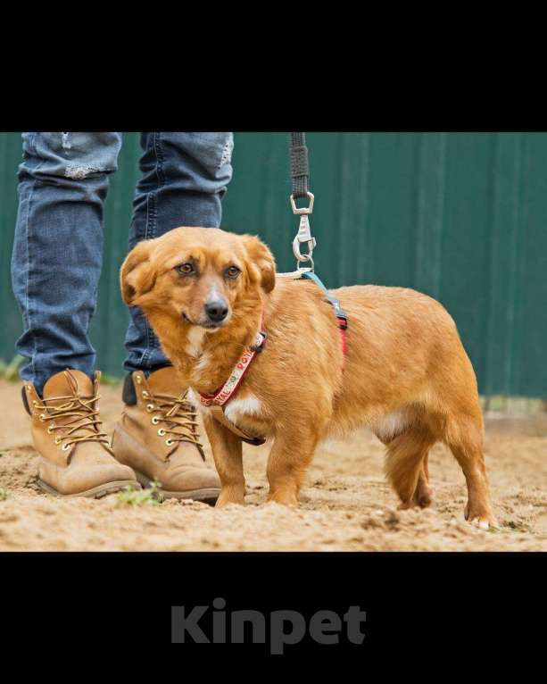 Собаки в других городах Московской области: Нежная Люси ищет дом Девочка, Бесплатно - фото 6