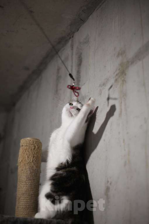 Кошки в Санкт-Петербурге:  Герда — ласковая кошка Девочка, Бесплатно - фото 4