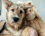 Собаки в Москве: Рыжий щенок, бородатый, белый, в добрые руки щенки Мальчик, 1 руб. - фото 4