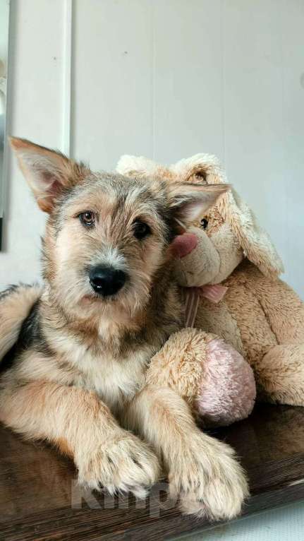 Собаки в Москве: Рыжий щенок, бородатый, белый, в добрые руки щенки Мальчик, 1 руб. - фото 4