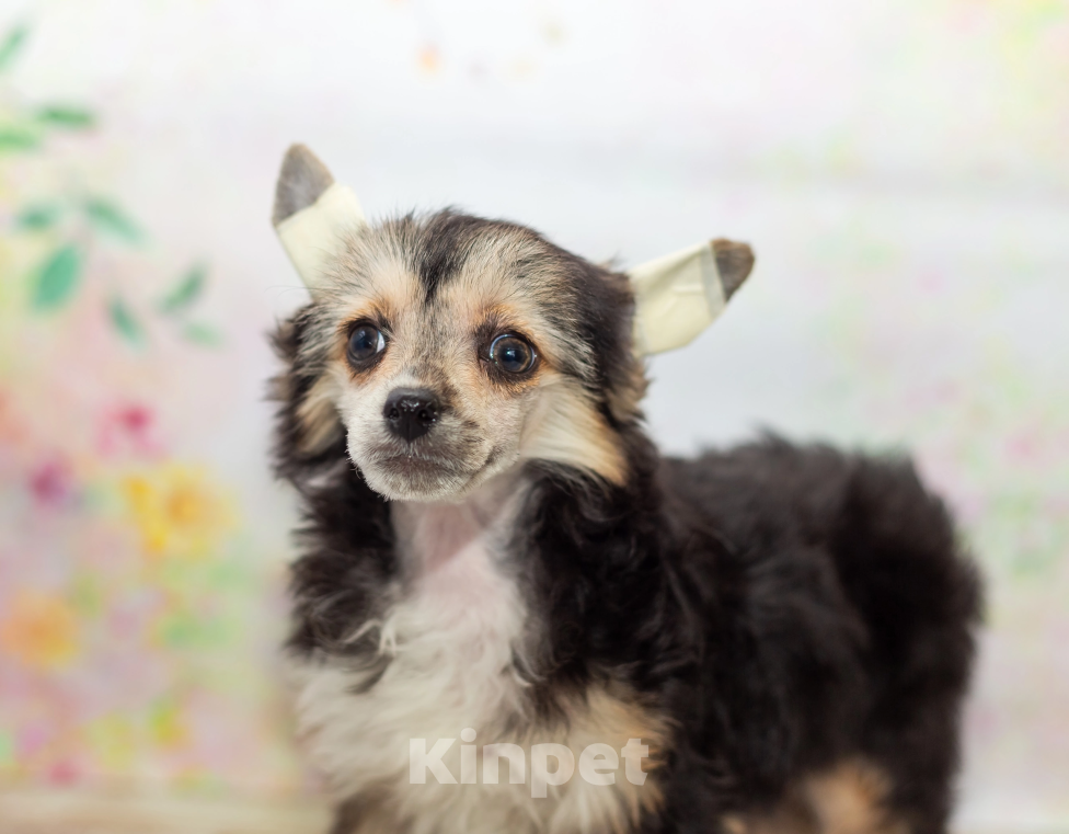 Собаки в Раменском: пуховые девочки Девочка, 40 000 руб. - фото 2