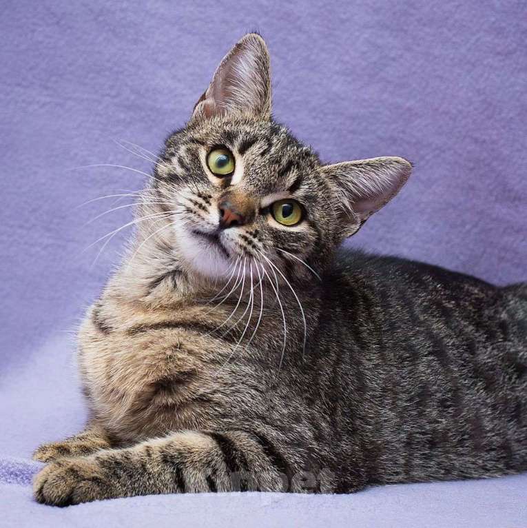 Кошки в Москве: Котенок Незабудка очень нуждается в доме Девочка, Бесплатно - фото 4