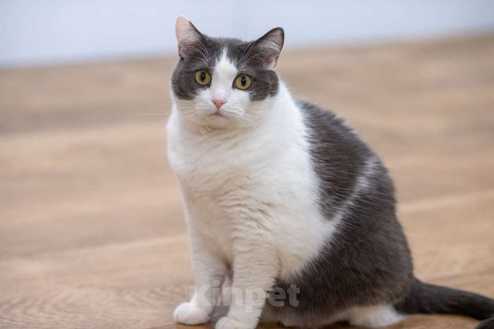 Кошки в Москве: кошка Аглая в добрые руки Девочка, Бесплатно - фото 7