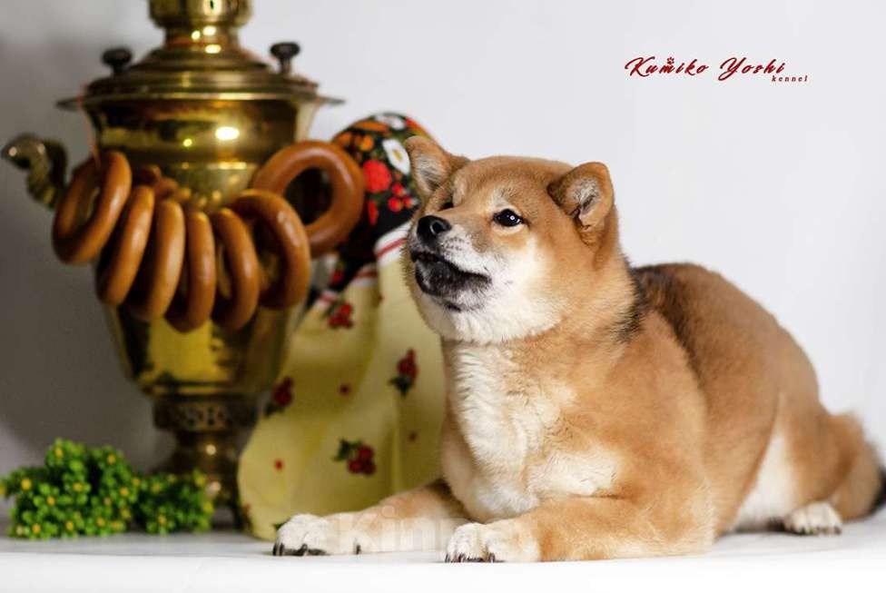 Собаки в Санкт-Петербурге: Сиба ину девочка с документами РКФ Девочка, 75 000 руб. - фото 2