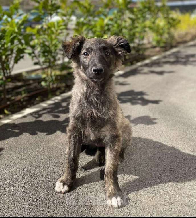 Собаки в Краснодаре: Собака  Девочка, 100 руб. - фото 3