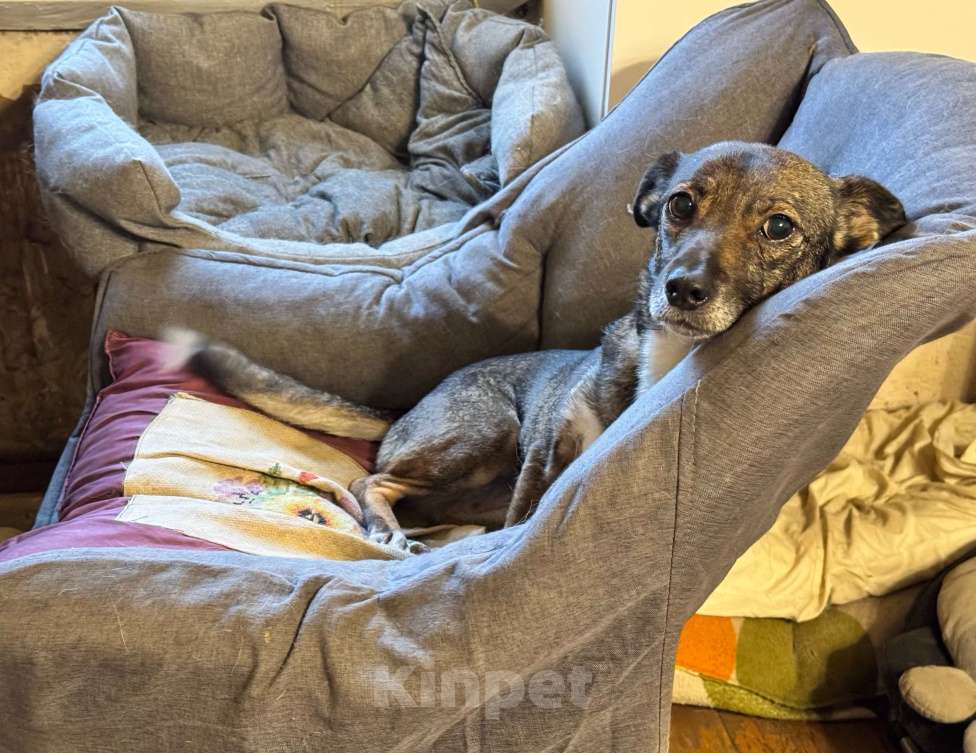 Собаки в Санкт-Петербурге: Собака в добрые руки Девочка, Бесплатно - фото 1