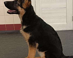 Собаки в Кемерово: Продам щенка немецкой овчарки Девочка, Бесплатно - фото 3