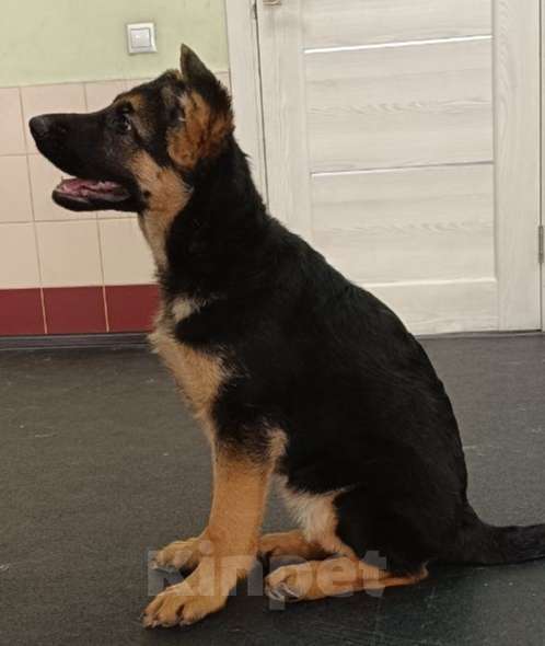Собаки в Кемерово: Продам щенка немецкой овчарки Девочка, Бесплатно - фото 3
