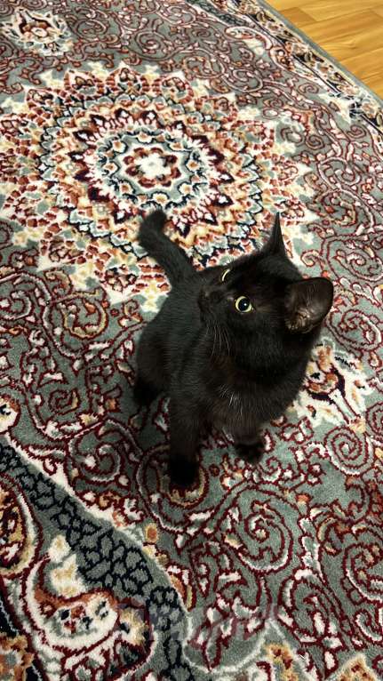 Кошки в Волгограде: Котик в добрые руки  Мальчик, Бесплатно - фото 1