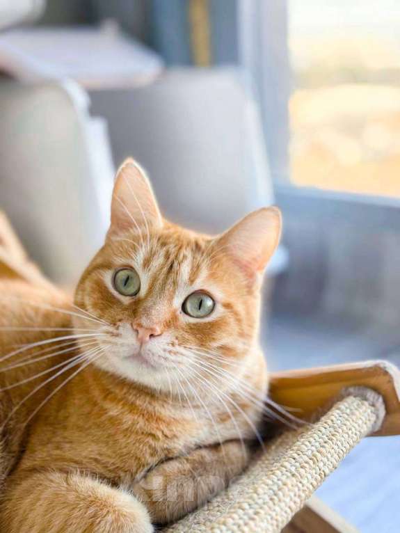 Кошки в Балашихе: Апельсин Мальчик, Бесплатно - фото 3