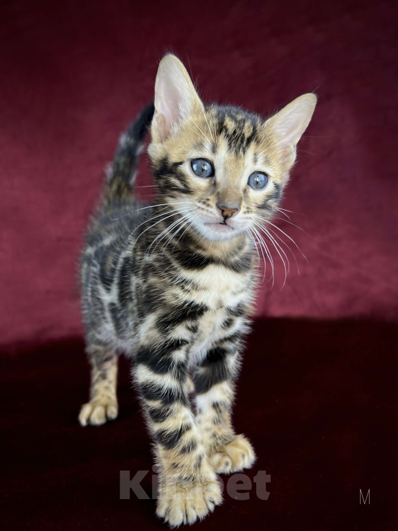 Кошки в Москве: Бенгальский котенок-мальчик, питомник ABCats (WCF) Москва Мальчик, Бесплатно - фото 3