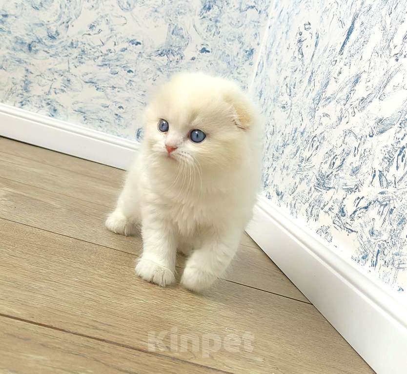 Кошки в Кисловодске: Zephyr Мальчик, 60 000 руб. - фото 10