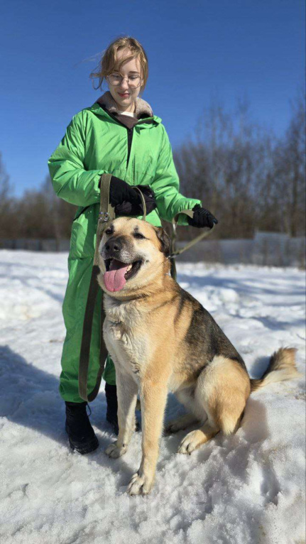 Собаки в Королеве: Велес. Приют Зоодом. Мальчик, Бесплатно - фото 5