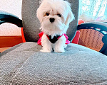 Собаки в Екатеринбурге: Мальтезе Мини . Девочка, Бесплатно - фото 2