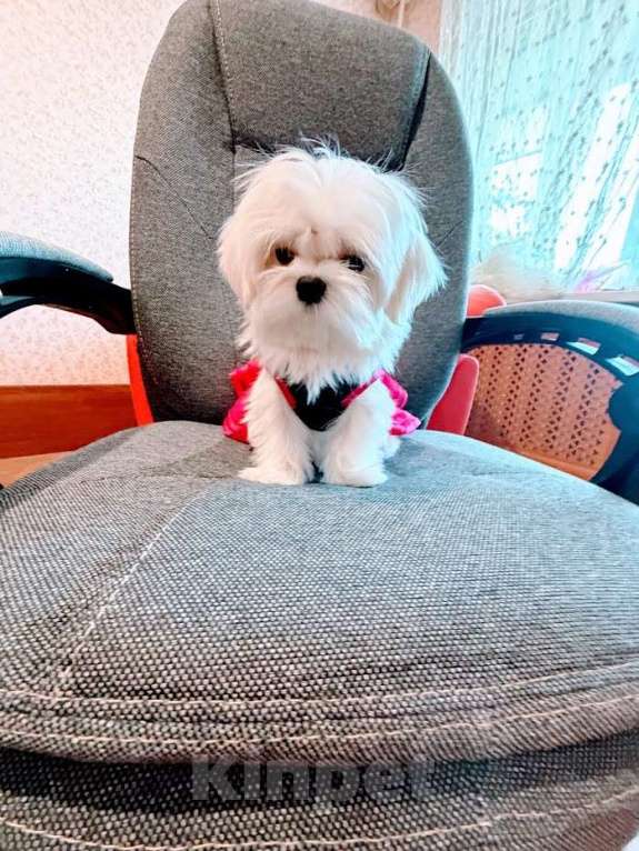 Собаки в Екатеринбурге: Мальтезе Мини . Девочка, Бесплатно - фото 2