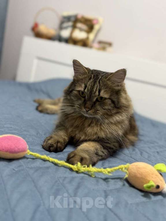 Кошки в Москве: Замурчательный котик Лекс Мальчик, Бесплатно - фото 4