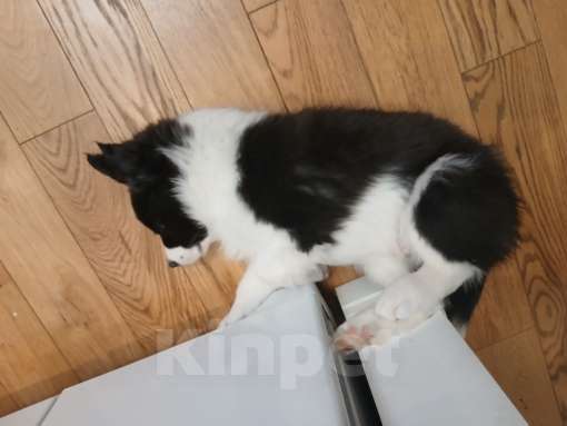 Собаки в Москве: Мальчик (кобель) бордер - колли: лучший из лучших Мальчик, 120 000 руб. - фото 5