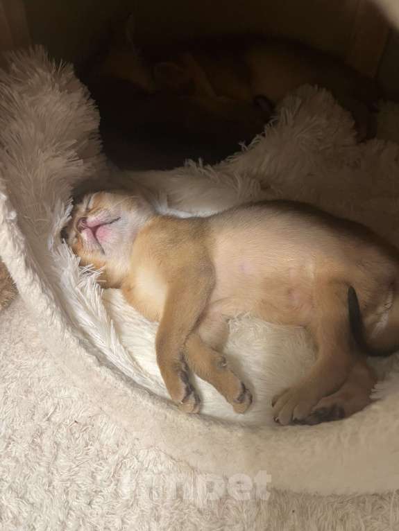 Кошки в Москве: Абиссинские котята Девочка, 60 000 руб. - фото 4