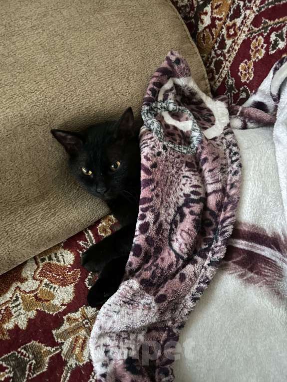 Кошки в Ростове-на-Дону: Потерялась кошечка Девочка, 5 000 руб. - фото 3