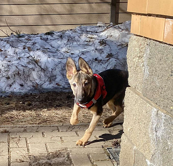 Я Марсик - мечта