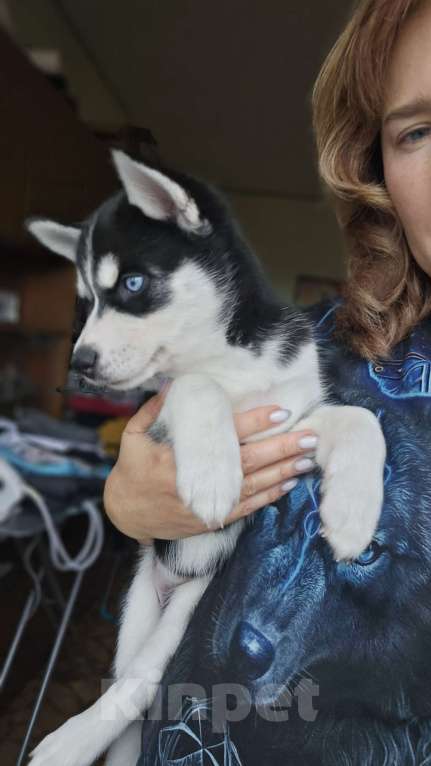 Собаки в Воронеже: Северная Мечта Фиалка Девочка, 9 500 руб. - фото 1