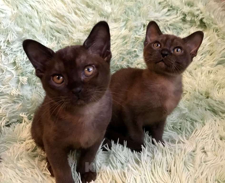 Кошки в Курске: Котята Европейской бурмы Мальчик, 55 000 руб. - фото 3