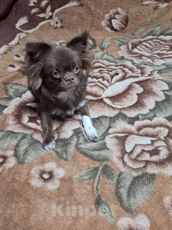 Собаки в других городах Московской области: Мальчишка, д/ш.д.р.20.02.2025.Привит по возрасту.Активный,доброжелательный.Отлично ладит с детьми  Мальчик, 25 000 руб. - фото 3