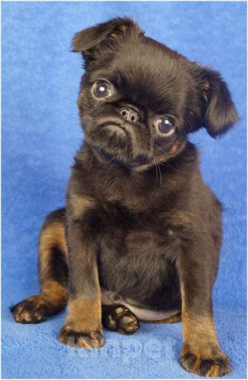 Собаки в Москве: ТИПА Мальчик, 150 000 руб. - фото 3