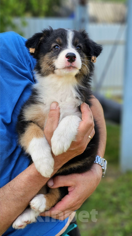 Собаки в Челябинске: Австрвлийская овчарка / сука Девочка, 45 000 руб. - фото 5