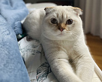 Кошки в Ростове-на-Дону: Продается шотландский вислоухий котик  Мальчик, 20 000 руб. - фото 2