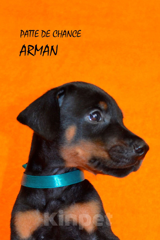 Собаки в Санкт-Петербурге: Щенок добермана Арман Мальчик, 130 000 руб. - фото 1