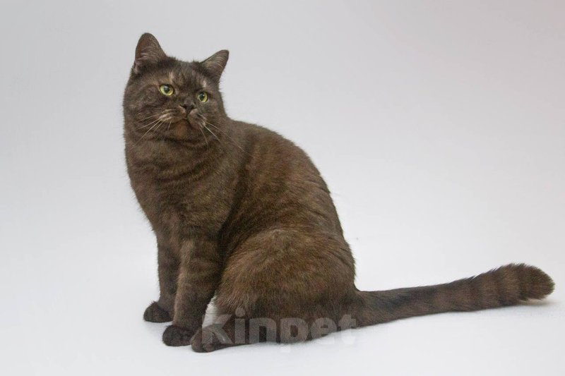 Кошки в Москве: Котик Агат ищет доброе сердце Мальчик, Бесплатно - фото 4