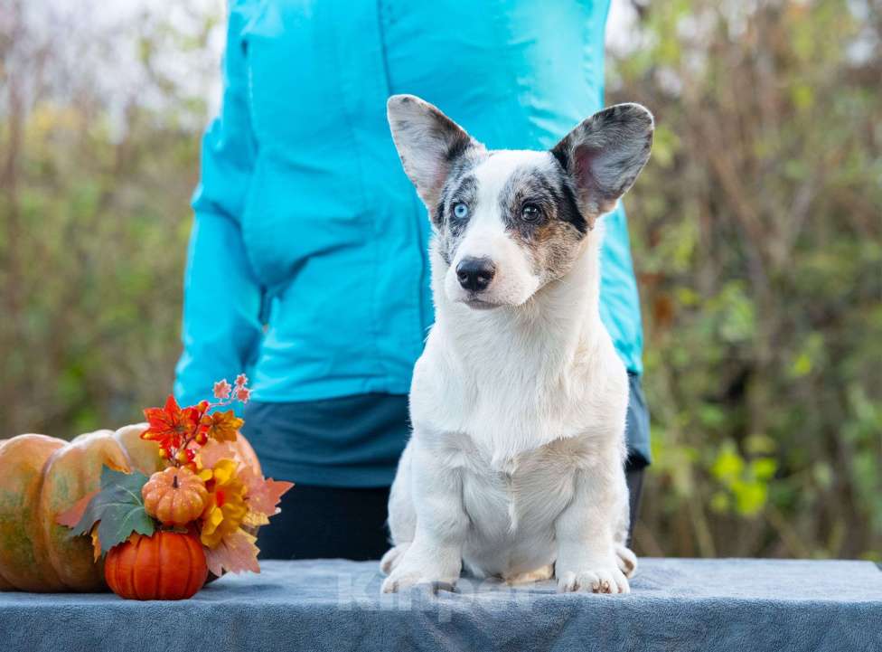 Собаки в Москве: Вельш корги кардиган щенок Мальчик, 110 000 руб. - фото 4