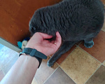 Кошки в Москве: Ищу любящую семью для особенного котика! ! Мальчик, Бесплатно - фото 4