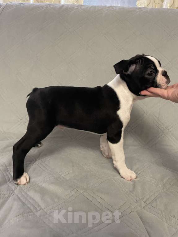 Собаки в других городах Ярославской области: Ами щенок бостон-терьера Мальчик, 80 000 руб. - фото 2