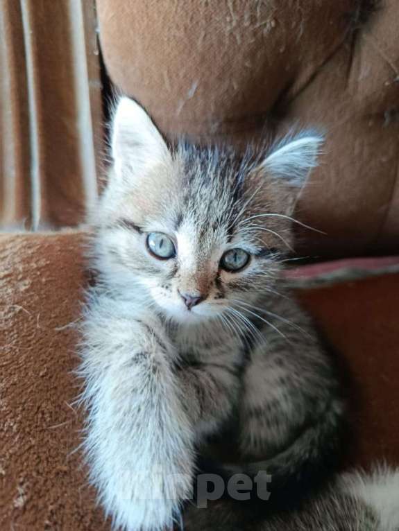 Кошки в Томске: Отдам котят в добрые руки Девочка, Бесплатно - фото 4