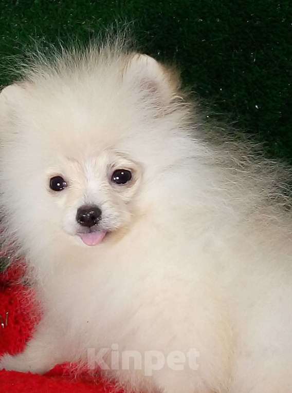 Собаки в Воронеже: Минимишшки Разнополые, 10 000 руб. - фото 2