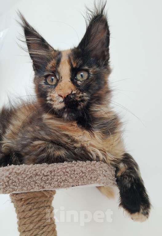 Кошки в Москве: Кошечка в любимцы или в разведение Девочка, 30 000 руб. - фото 2