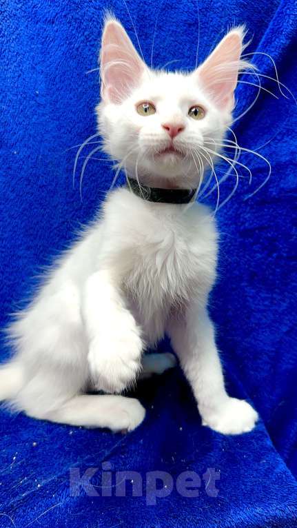 Кошки в Москве: Мейн-кун котенок Мальчик, 45 000 руб. - фото 2