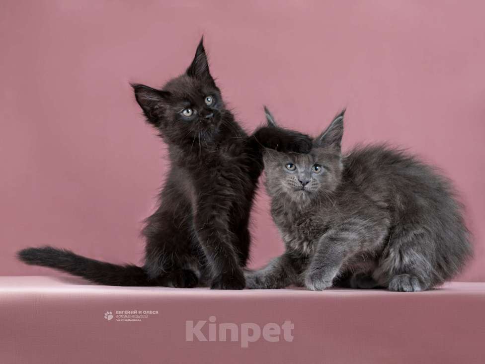 Кошки в Санкт-Петербурге: Мейн кун Испания (Санька) Девочка, Бесплатно - фото 4