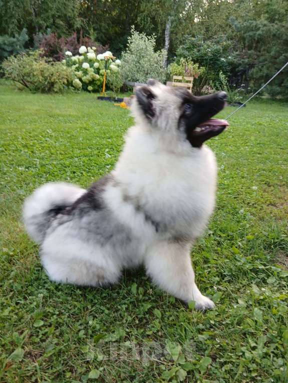 Собаки в Нижнем Новгороде: Щенок кеесхонда Мальчик, 50 000 руб. - фото 3