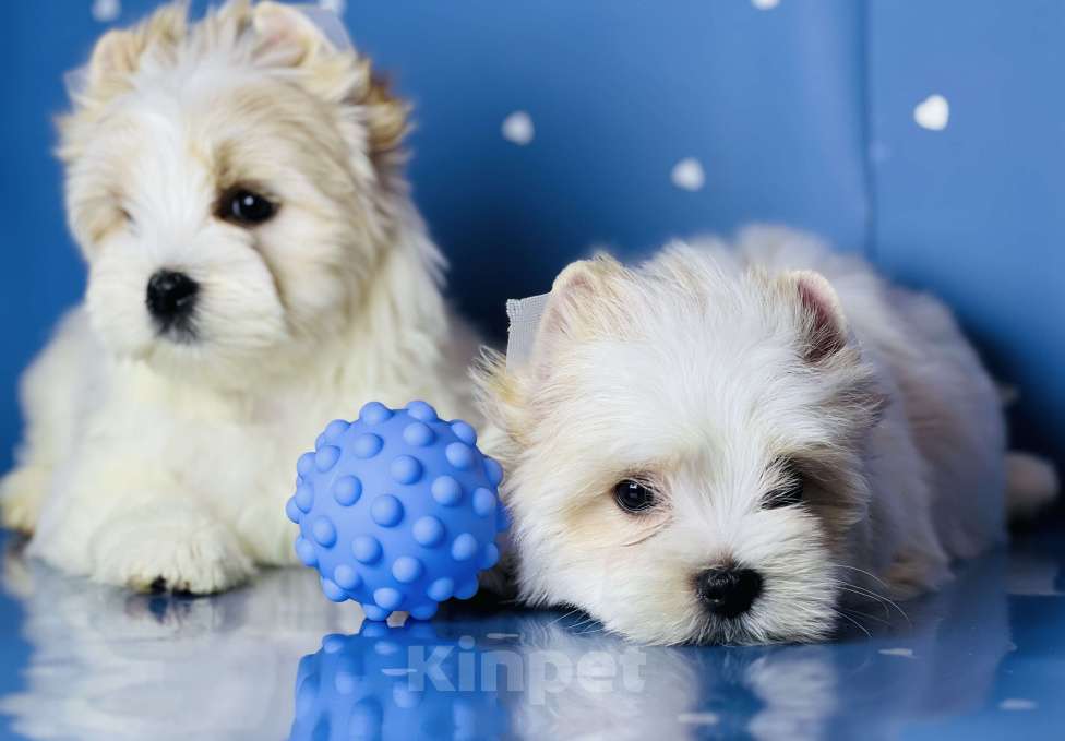 Собаки в Котельнике: Бело золотые йорки Голд Берри  Мальчик, 45 000 руб. - фото 8