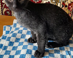 Кошки в Оренбурге: Продажа котёнка Девочка, Бесплатно - фото 1
