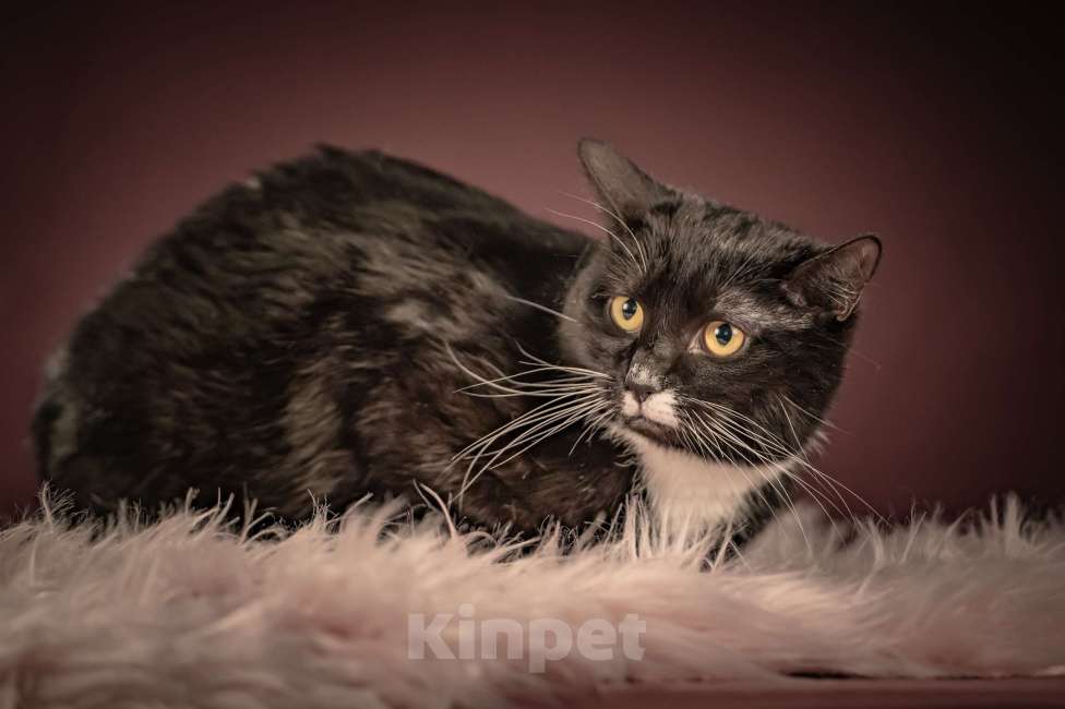 Кошки в Клине: Котюлька — очаровательная молодая кошечка Девочка, Бесплатно - фото 4