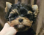 Собаки в Москве: Мальчик йорка  Мальчик, 60 000 руб. - фото 2